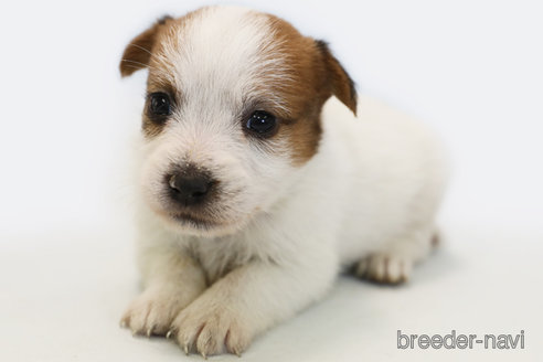 成約済の神奈川県のジャックラッセルテリア-364466の3枚目